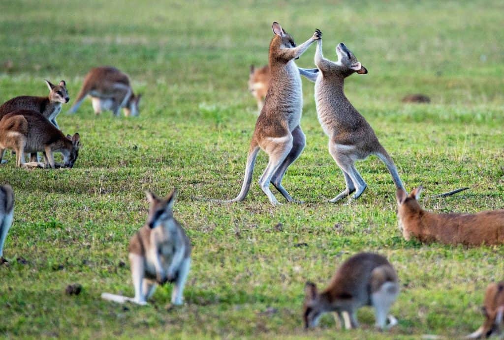 kangaroo facts