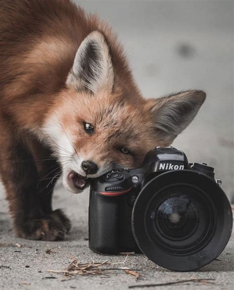 Smile for the camera! (@peterzenkl on IG) : r/foxes