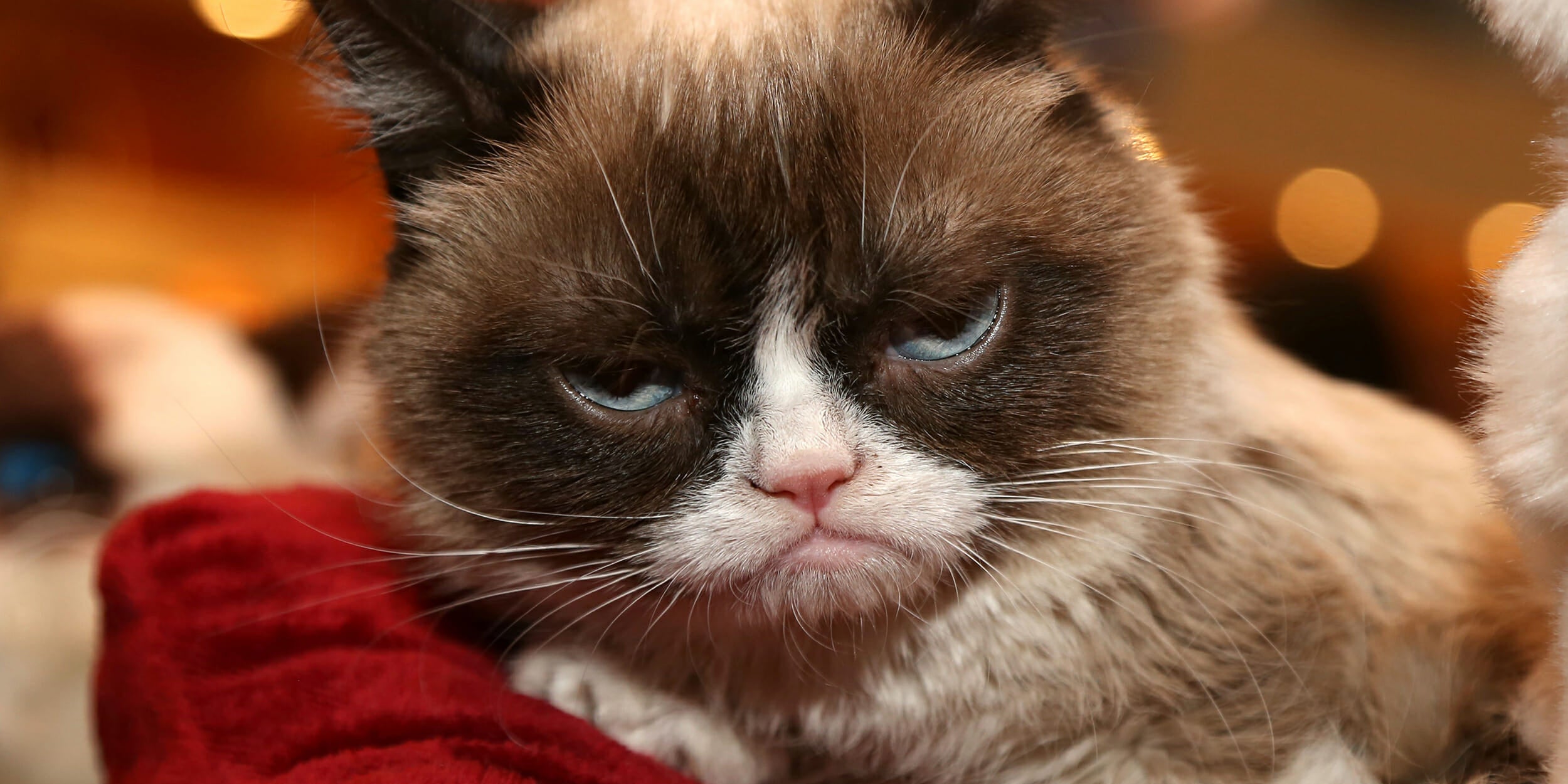 Grumpy Cat, Meme Sensation, Dies at 7, Family Announces