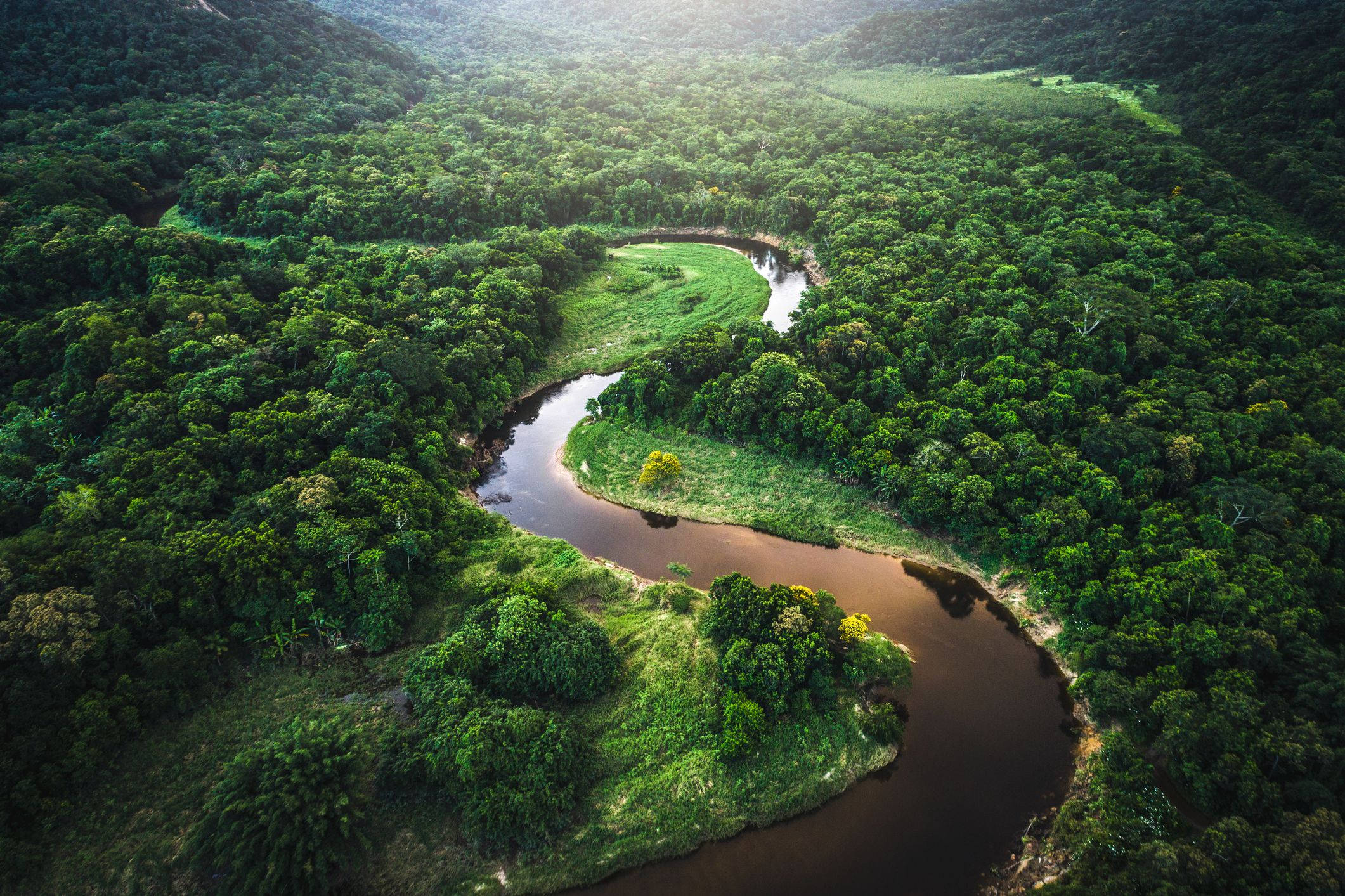 Amazon Rainforest Wallpaper — A winding river carves through a lush green rainforest from an aerial view with sunlight filtering through the canopy.