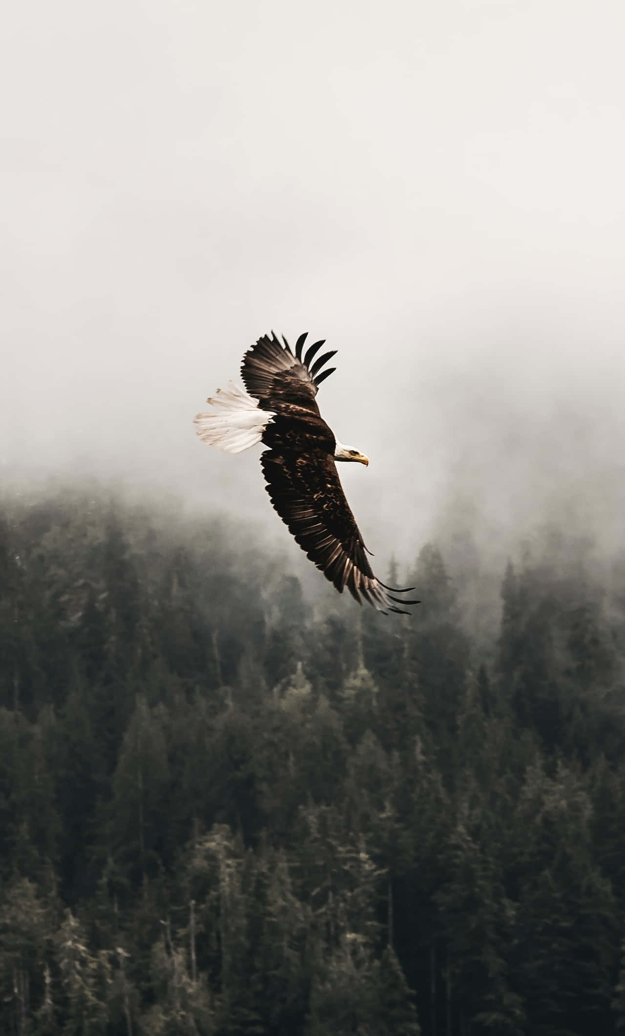 Flying Eagle In Rainforest Wallpaper — A bald eagle soars with outstretched wings above a misty forest canopy in a dramatic mountainous setting.