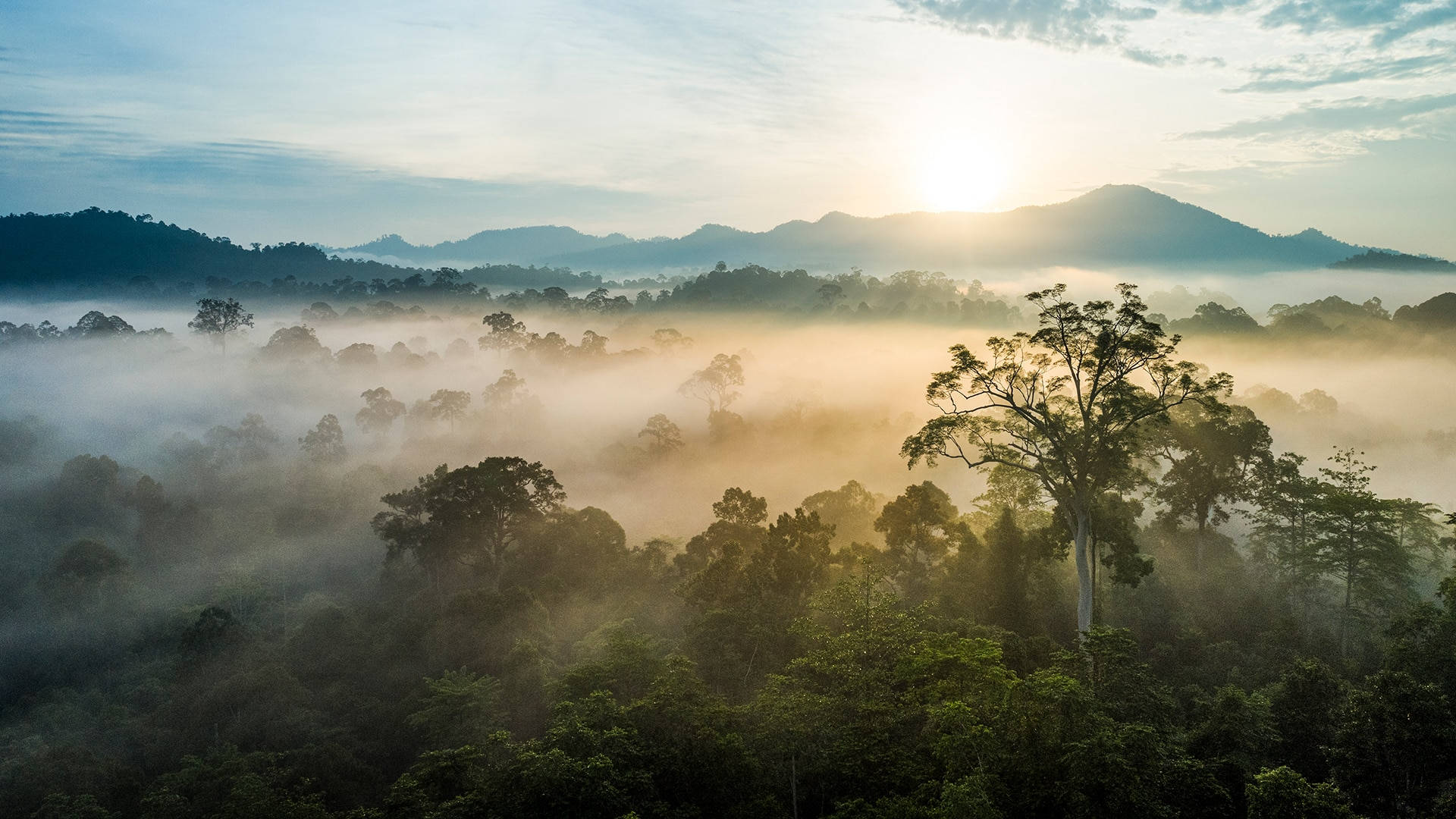 Old Borneo Rainforest Wallpaper — Sunlight breaks through mist over a dense jungle canopy with distant mountains bathed in golden dawn light.