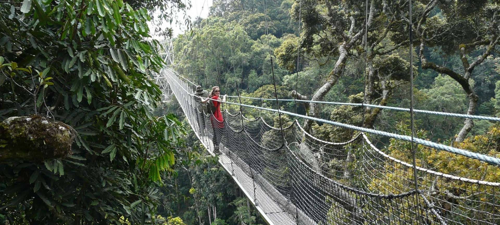 Rwanda Rainforest Wallpaper — Two people walk across a narrow suspension bridge high above a lush green rainforest canopy.