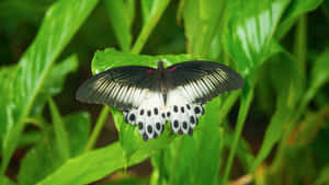 Black and white butterfly perched on a green leaf in a lush forest setting. — Rainforest Wallpaper