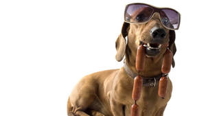 A dachshund dog wearing sunglasses and holding a chain of sausages in its mouth.