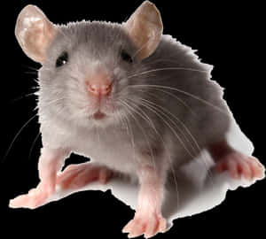 A gray rat with pink paws and whiskers standing on a white surface. — Mouse PNG