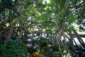 Mangrove forest with tangled roots over still water reflecting sunlight.