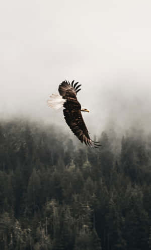 A bald eagle glides through mist over a dense forested mountain range. — Rainforest Wallpaper