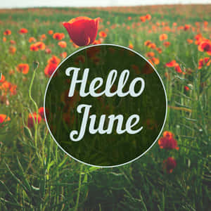 A field of red poppies with a 'Hello June' text circle overlay.