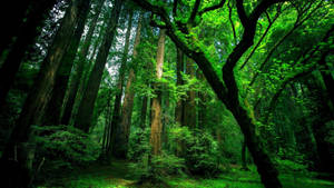 Towering redwood trees with mossy trunks and vibrant green foliage in a dense forest.