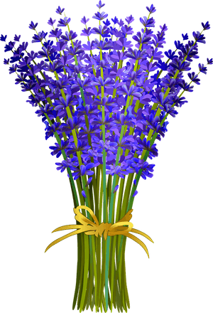 Bouquet of purple lavender flowers tied with a yellow ribbon. — Flowers PNG