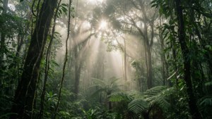 Sunlight filters through a misty jungle with tall trees and lush ferns. — Rainforest Wallpaper