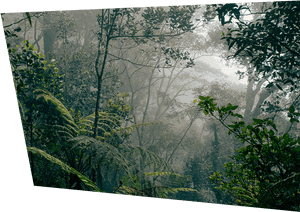 Misty forest with ferns and trees in soft morning light. — Rainforest Wallpaper