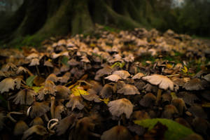 Forest floor covered in mushrooms and fallen leaves near tree roots. — Rainforest Wallpaper