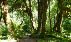 A winding forest trail surrounded by tall mossy trees with dappled sunlight filtering through the canopy.