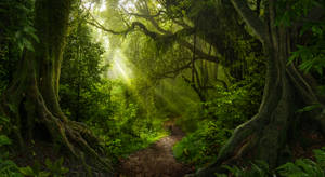 Sunlight filters through towering trees in a lush green forest.