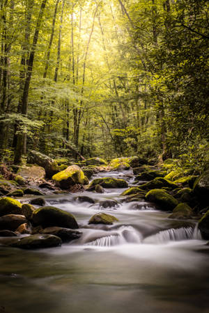 A sunlit forest stream flows over mossy rocks with soft blurred water.