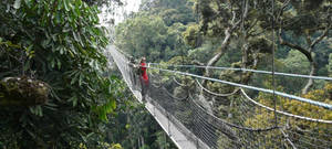 Two hikers on a suspension bridge in a dense rainforest. — Rainforest Wallpaper