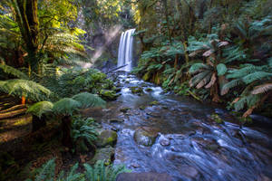 A waterfall flows through a dense green forest with ferns and rocks.