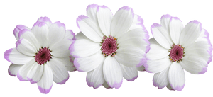 Three white daisies with lavender edges and pink centers on black background. — Flowers PNG