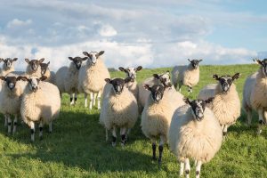 Sheep Cousins
